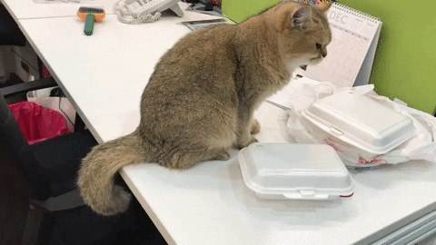 cat hovering around human food